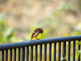 錆びた鉄パイプ製の手すりの上に止まって足元を気にしている小鳥
