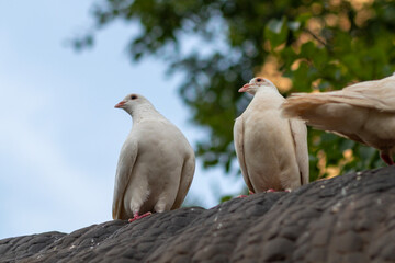group of pigeons in the park