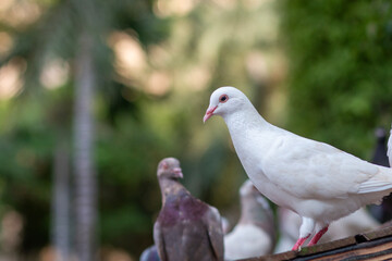group of pigeons in the park