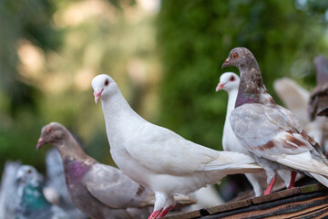 group of pigeons in the park