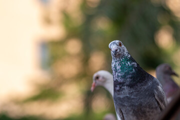 group of pigeons in the park