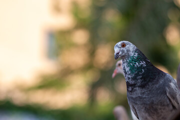 group of pigeons in the park