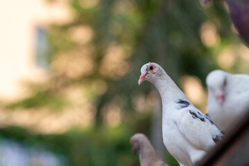 group of pigeons in the park