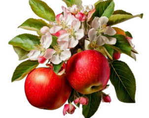 Apple Branch with Blossoms and Fruit, Realistic Botanical PNG