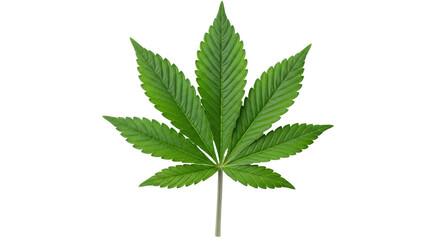 Isolated Cannabis Leaf