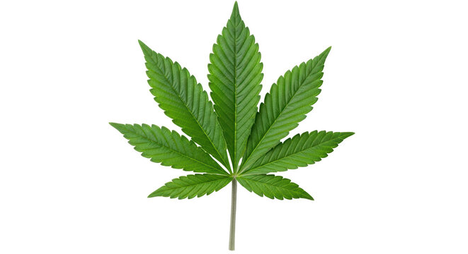 Drug Plant" Images  Browse 689 Stock Photos, Vectors, and Video | Adobe  Stock