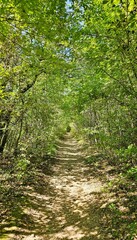 Spazieren im Wald