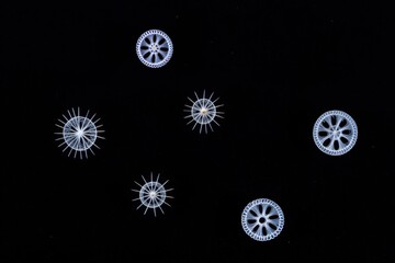 Intricate Designs of Microscopic Organisms in Dark Background