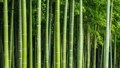 Fototapeta premium Close up green bamboo background