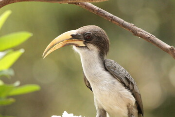 Ceylon Grey Hornbill, Sri Lanka 
Endemic