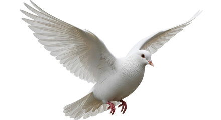 Isolated White Dove