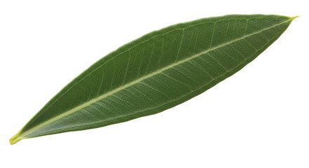 Isolated Single Green Olive Leaf