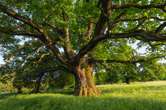 Majestic ancient oak tree in meadow in Frankenh�he Bavaria Germany