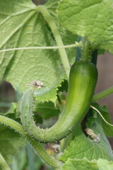 曲がったキュウリ