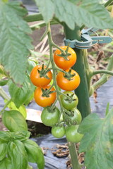 オレンジ色のミニトマト