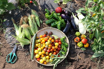 家庭菜園の恵み