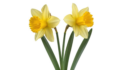 Fototapeta premium Isolated Yellow Daffodils