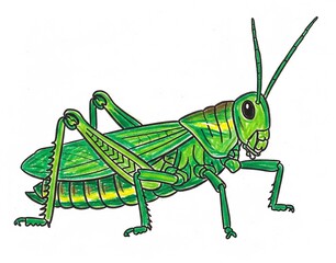 green grasshopper on white background