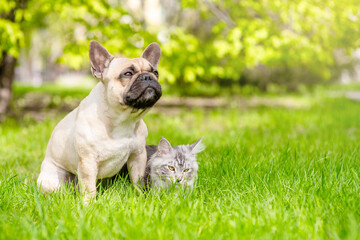 Fototapeta premium Young French bulldog and adult Maine coon cat sit together on green summer grass at sunny park. Empty space for text