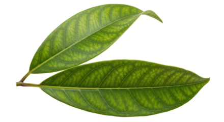 Isolated Fresh Leaves