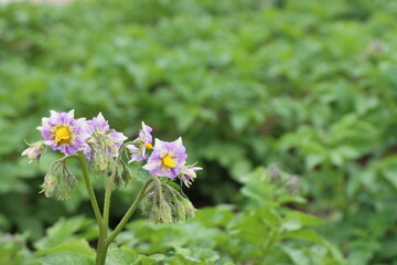 （横位置）ジャガイモの花