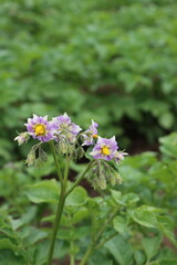 （縦位置）ジャガイモの花