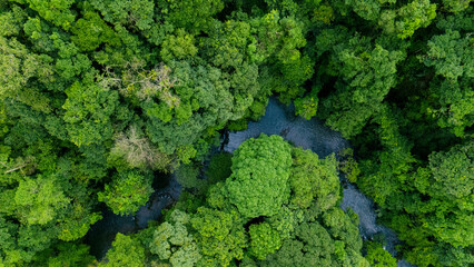 Aerial view of lush green trees in forest with natural stream. Environmental concept, carbon neutrality and net zero emissions. Sustainable green environment.