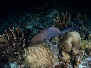 Moray eel hides amongst coral reef rocks in the deep blue sea.