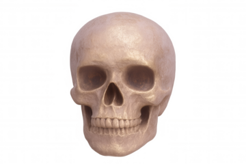 Detailed 3d human skull rendering, transparent backdrop—ideal for medical, halloween, gothic graphic design projects