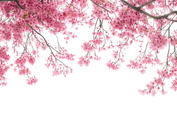 Fototapeta premium Many pink cherry blossoms on branches isolated on transparent background