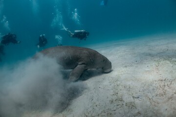 Fototapeta premium Diver observes a Dugong feeding on seagrass in crystal-clear waters.