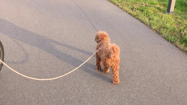 Toy Poodle on Leash Walking at Sunset by the Lake