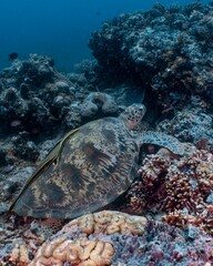 Green sea turtle rests among vibrant coral reef formations underwater.