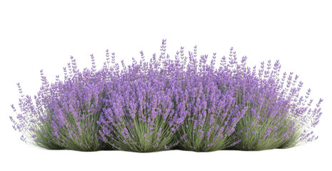 A lush bush of blooming lavender flowers isolated on transparent background