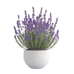 Fototapeta premium Lavender plant in a white pot isolated on transparent background