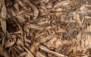 Dried banana leaves texture. Abstract natural background for design in earth tones