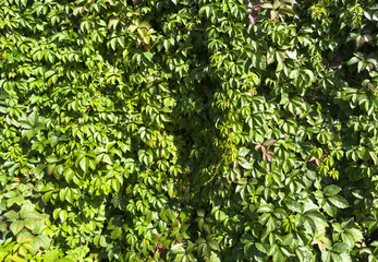 Beautiful nature view green leaf on blurred greenery background under sunlight with bokeh. Green leaves background.