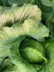 Obraz premium The image is a close-up shot of a head of cabbage, showing its tightly wrapped green leaves.