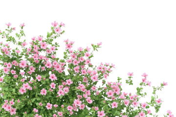 Fototapeta premium Small pink flowers isolated on transparent background
