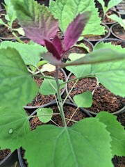 fresh plants for decoration