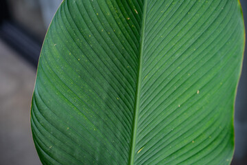 Banana Plant Leaf Closeup – Exotic Tropical Foliage
