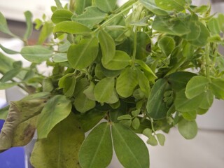 nematodes (brooms) that attack peanut plants