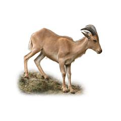 Barbary Sheep standing on rocky terrain with strong curved horns and sturdy build