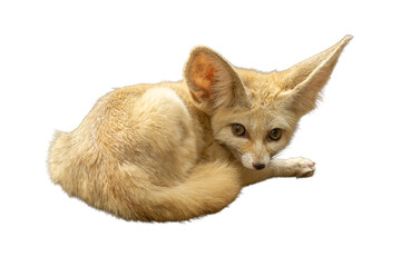 Fennec Fox curled on the ground with its large ears upright and alert.