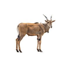 Graceful Common Eland Antelope standing alert with curved horns in natural daylight