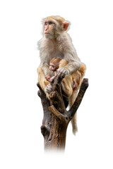 Mother Rhesus Macaque sitting on a tree branch, protectively holding her baby close in a natural and tender moment of wildlife care.