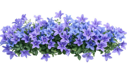 Naklejka premium Blue and purple bellflowers isolated on transparent background