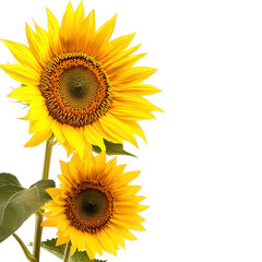Obraz premium Two vibrant yellow sunflowers on a stem isolated on transparent background