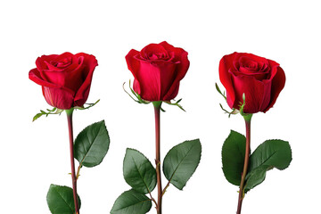 Three red roses isolated on transparent background
