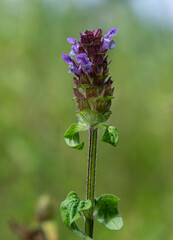 Common Selfheal blooms prominently in a lush green field during the warm days of late spring showcasing its vibrant purple flowers and healthy leaves